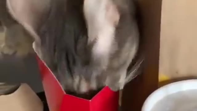 iral Clips😹_ #funnyCats #shorts Video😂_ #trending #animals #reels
