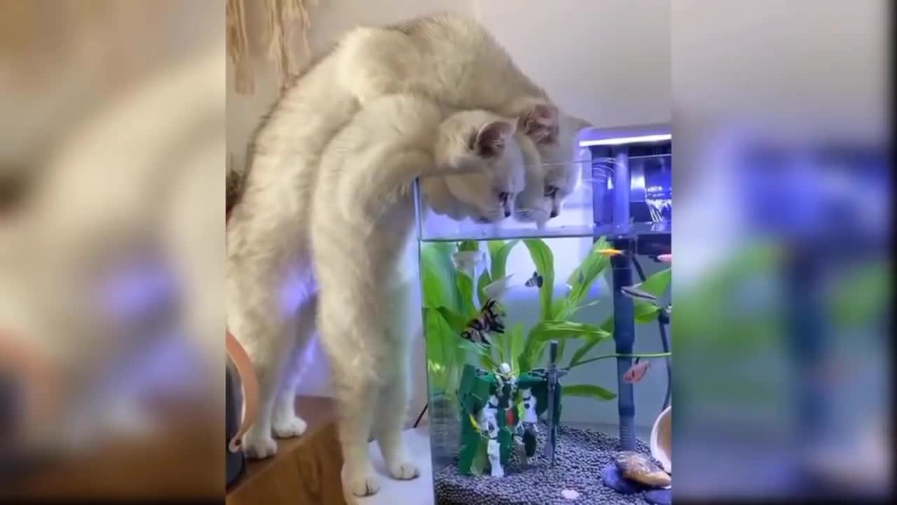 Funny cat videos, compilation 2021, try not to laugh.