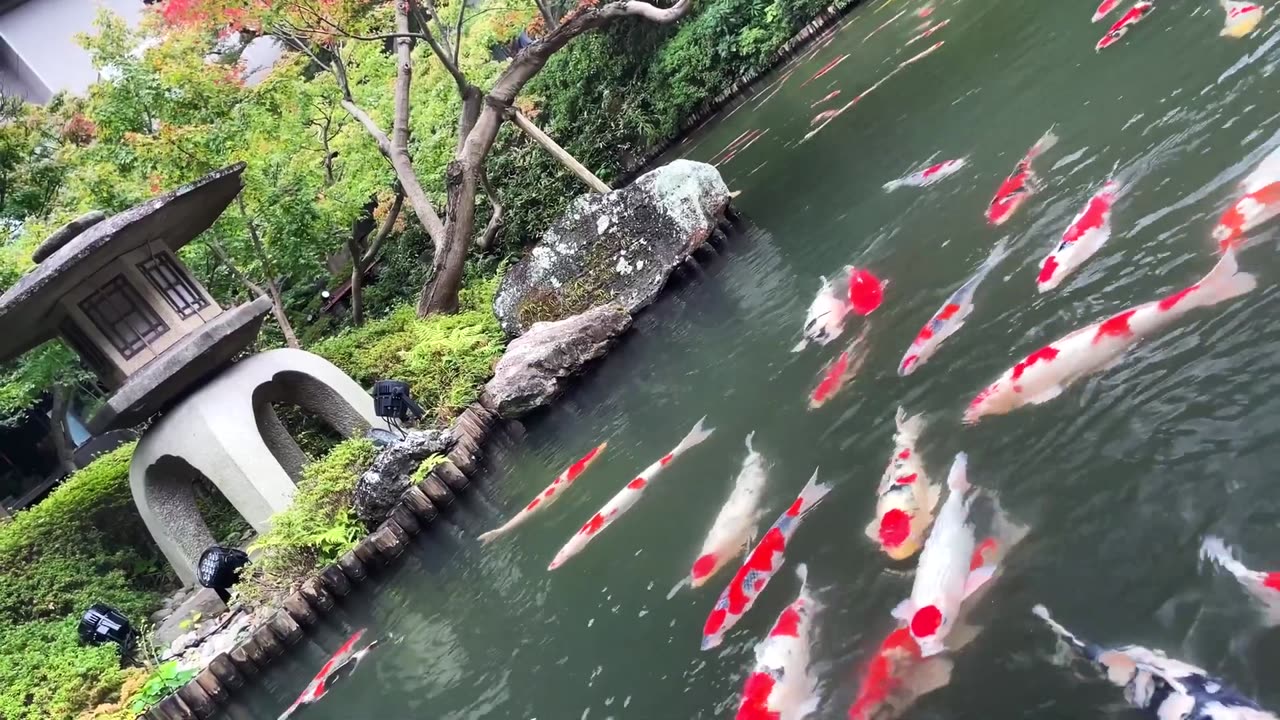 The Best Koi Pond