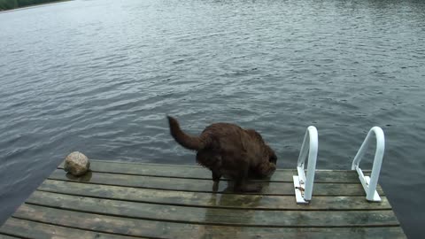 Chocolate Lab - First trip to the camp.