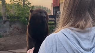 Bear is Better than Human at Catching Ball