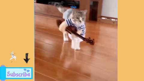 mariachi cat