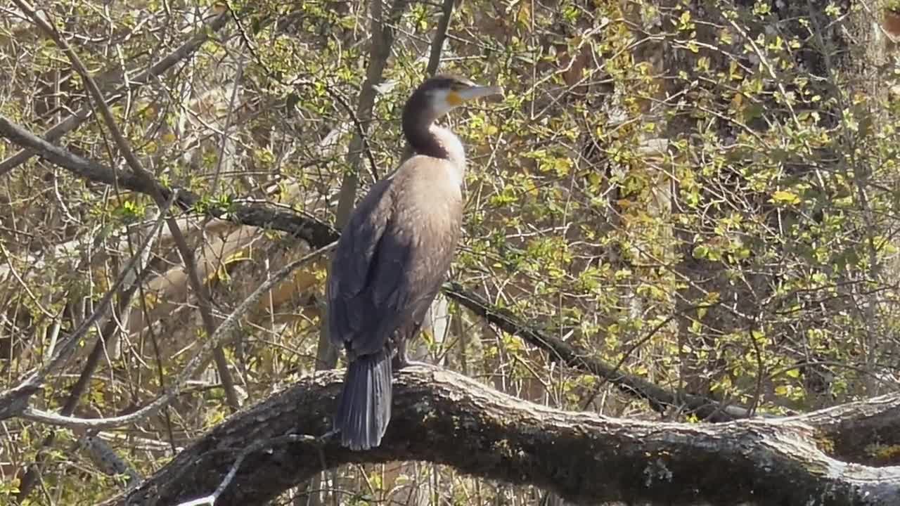 Bird feels natural fresh morning air