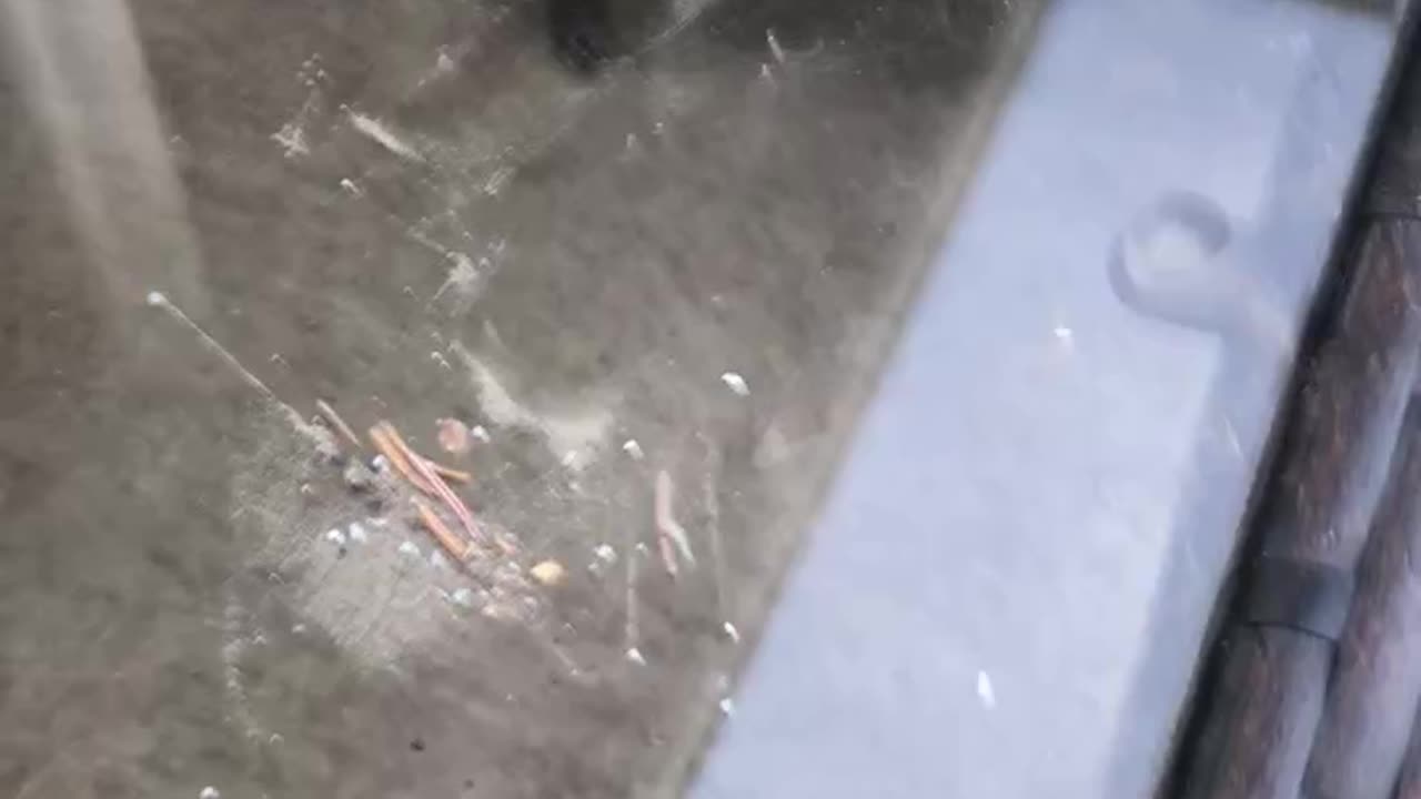 Magnetic Particles After Rain - Graphene Oxide?