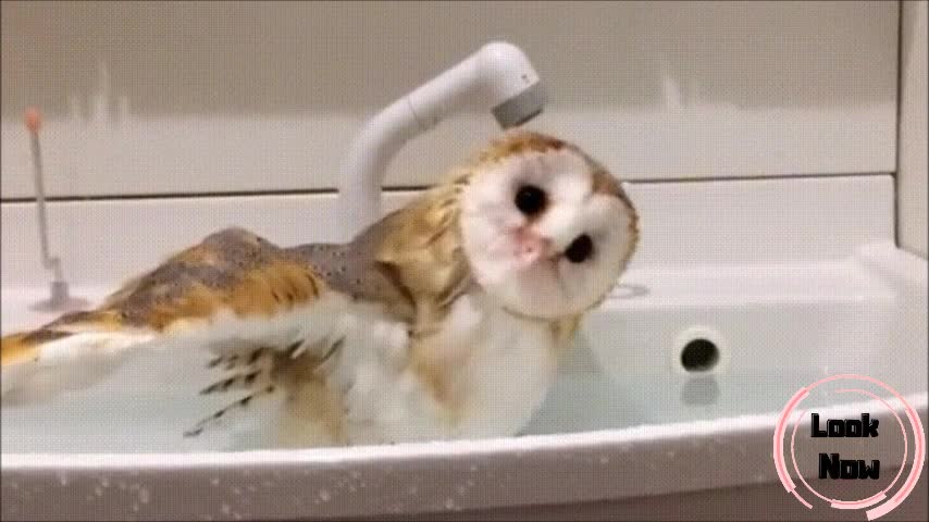 Excited owl taking a bath