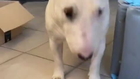 🤣Funny Dog 🤣 🐶 It's time to LAUGH with Dog's life dogs