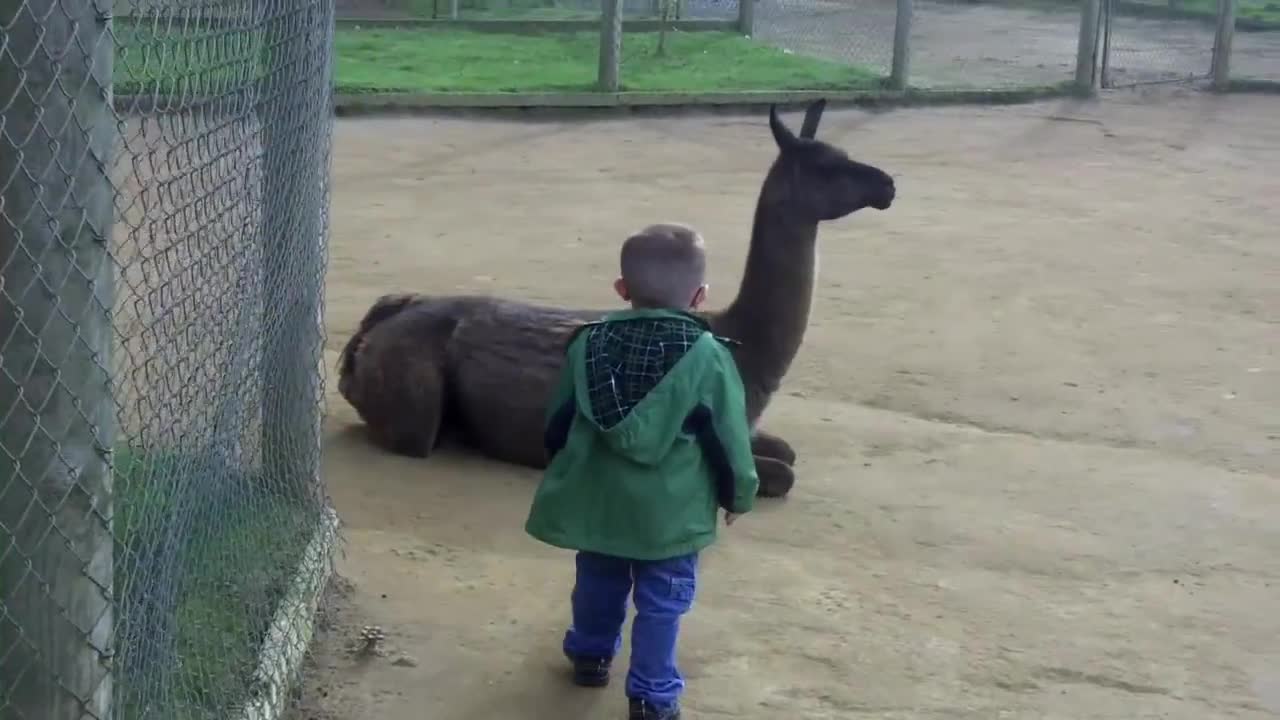 Llama spits in kid's face LOL