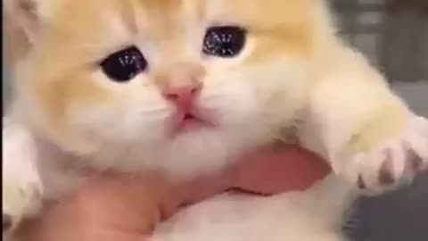 Cute Funniest Kitten You've Never Seen