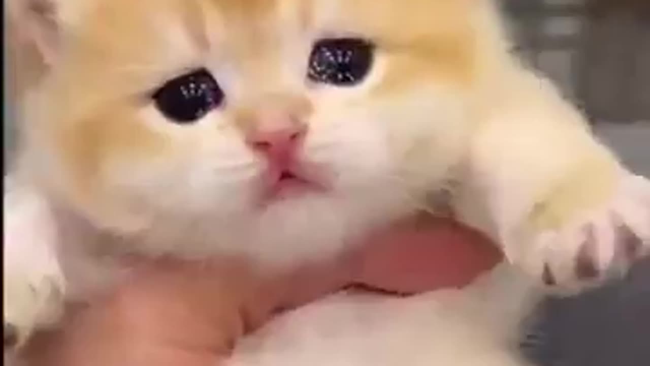 Cute Funniest Kitten You've Never Seen