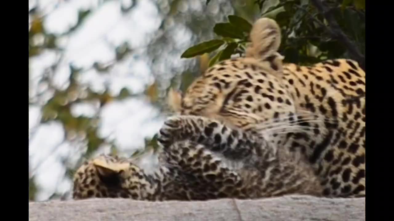 Leopard Cub Makes an Appearance