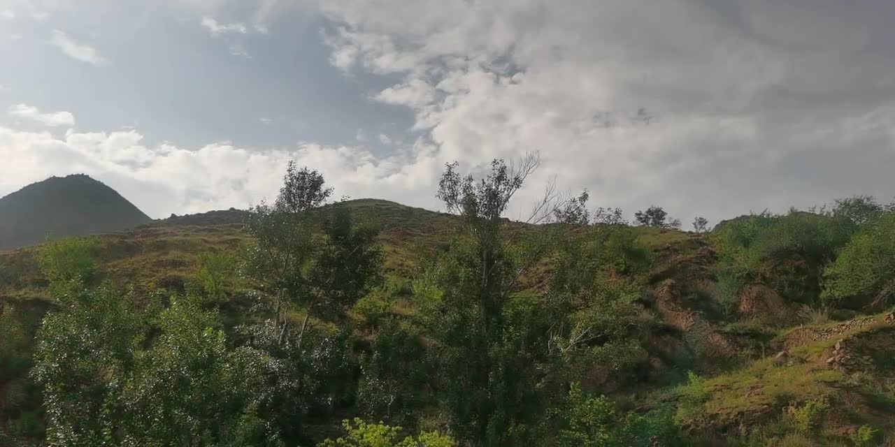 The mountain is full of saplings waiting to sprout in autumn