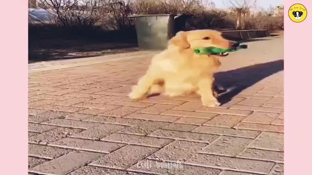 Funny dog and cat videos πΆπππ€£π€£