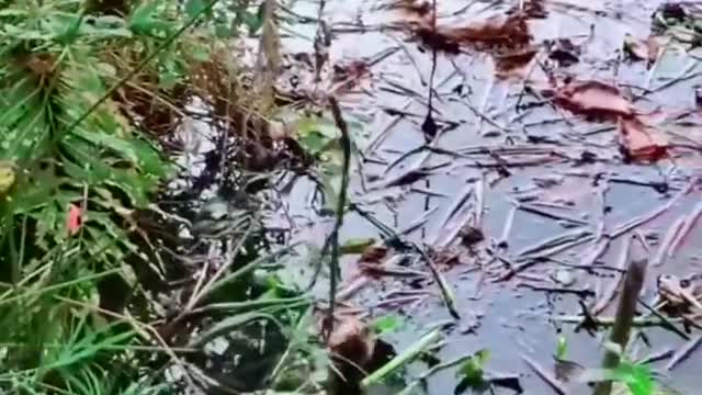 This is a beautiful and charming water-dwelling species