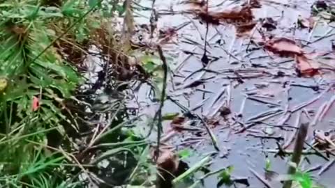 This is a beautiful and charming water-dwelling species