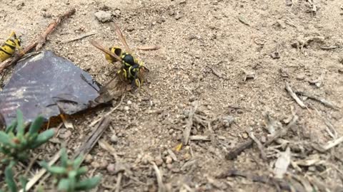 BEE'S BODY SPLIT IN TWO!! BEST FIGHT!! RARE!!