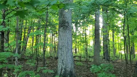 Neighborhood Forest at Sunrise