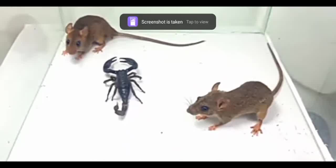 Amazing fight rat 🐁vs 🦂scorpions