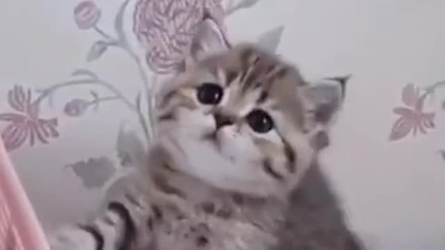 Play with cute kittens