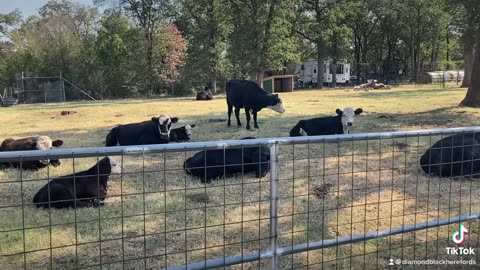 We love to take it easy at the Diamond Black Hereford ranch.