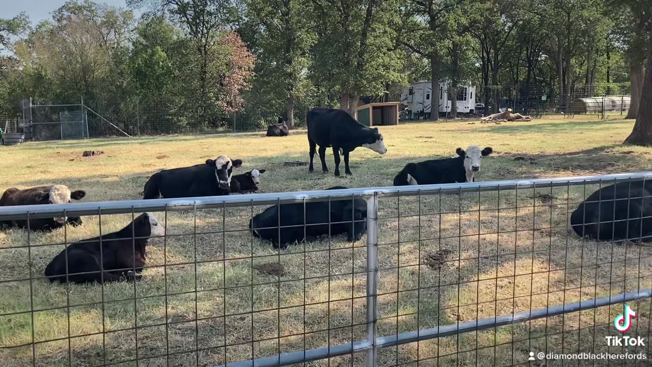 We love to take it easy at the Diamond Black Hereford ranch.