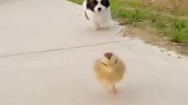 The Race between Poppy & Chick