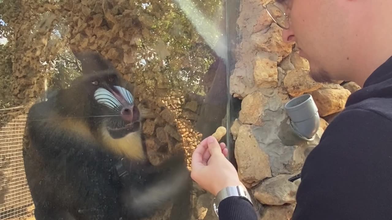 Smart Baboon Knows How To Instruct The Guests