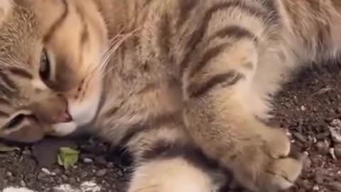 Funny Cat