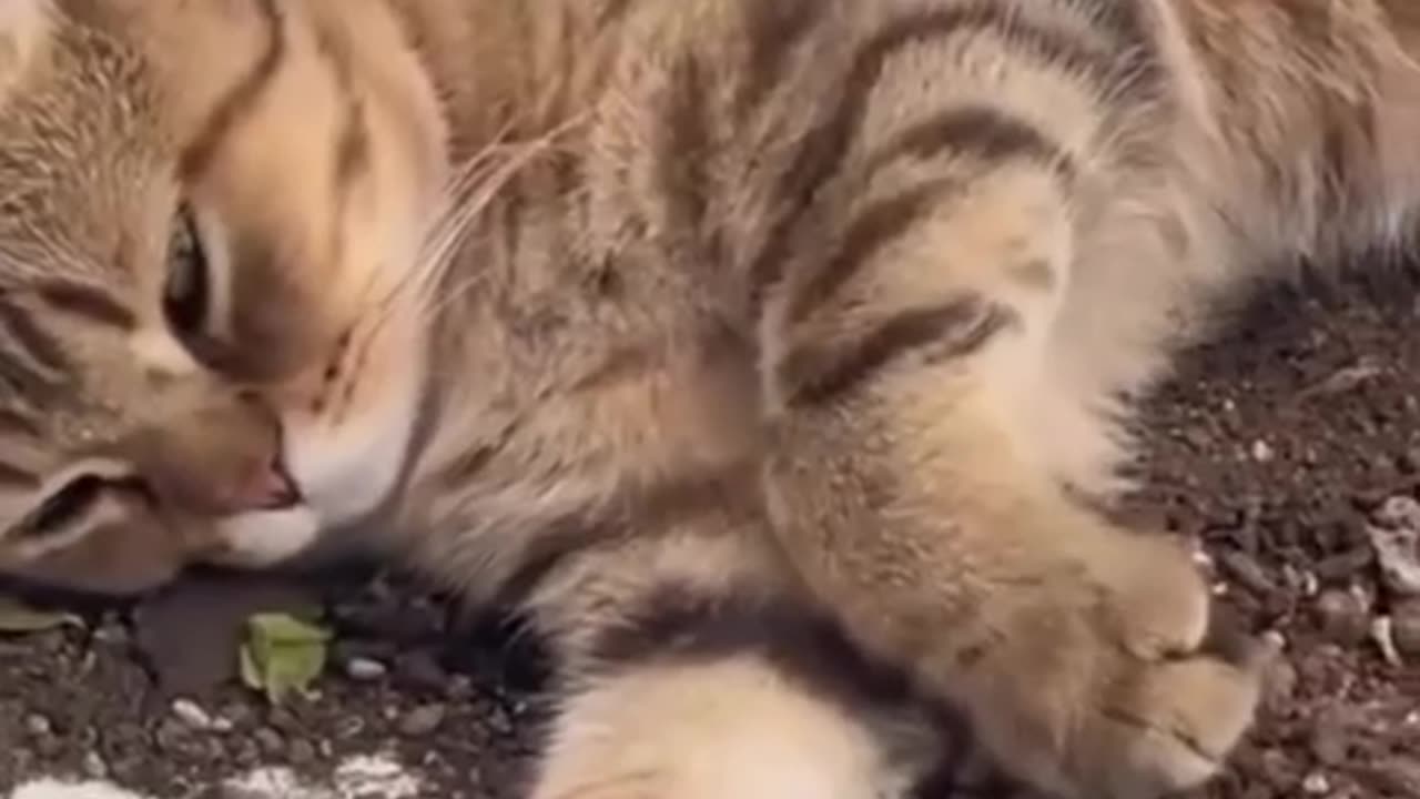 Funny Cat