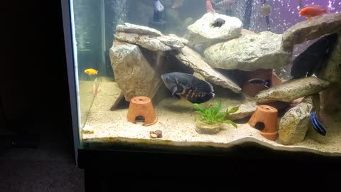 200 gallon update, SILVER AROWANA!!