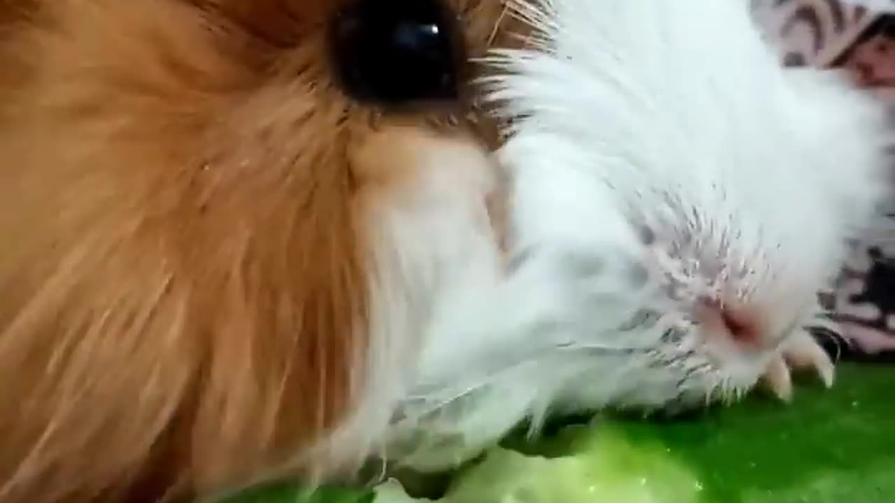 Cute guinea pig