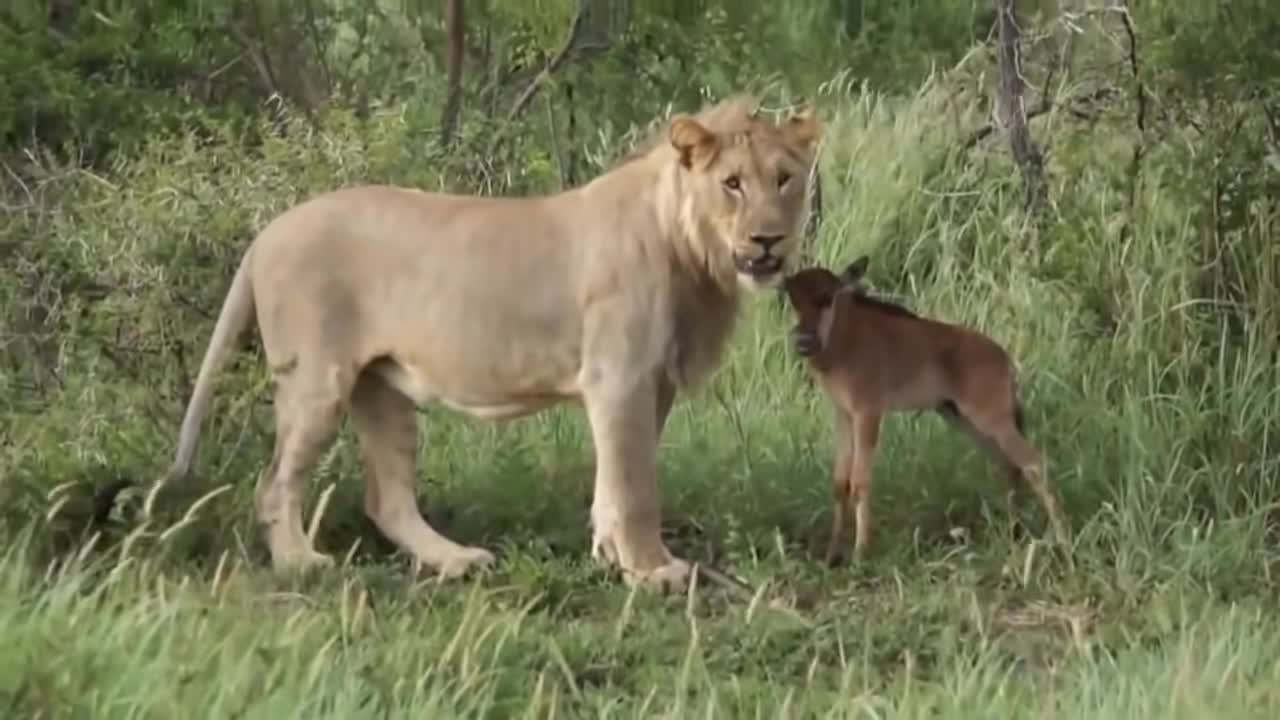 When Animals Come Together Helping Another