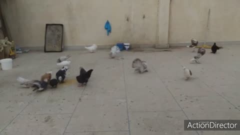 Elegant Beauties: Majestic Decorative Pigeons Gracefully Adorn the Skyline