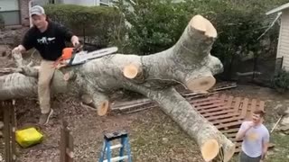 Tree Stands Upright After Chainsaw Cut