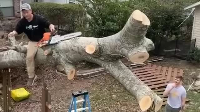 Tree Stands Upright After Chainsaw Cut