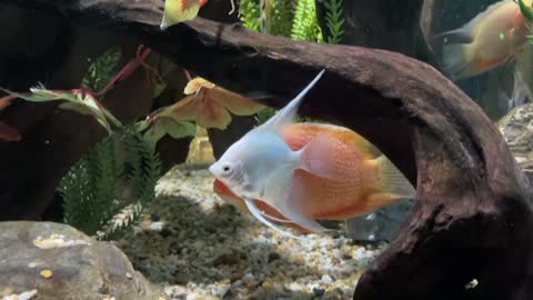 a leisurely swimming silver fish