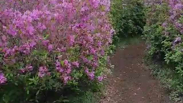 Walking the flower path