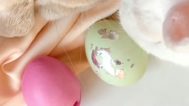 Cute Rabbits | beautiful rabbit | very nice video |🐇🐇 🐇 #