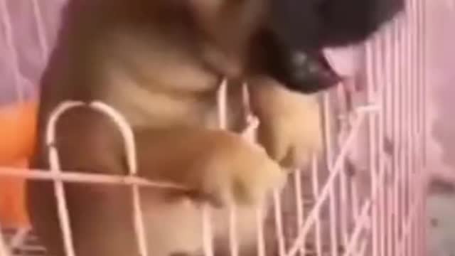 The Cute And Funny Pet