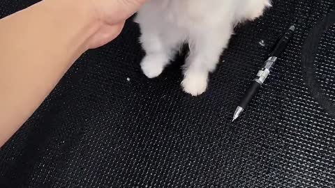Than the bear