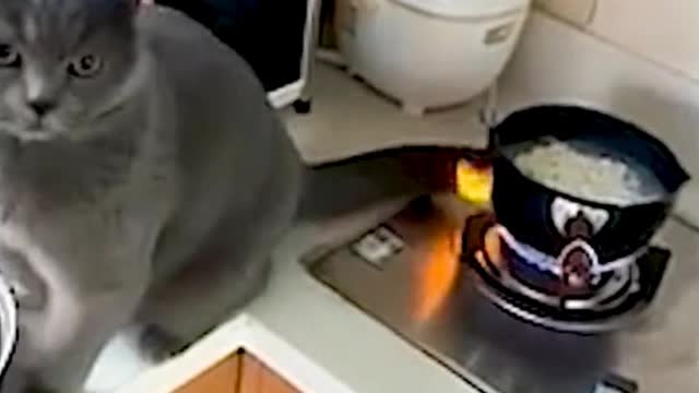 Oh, my God. The cat's tail is on fire