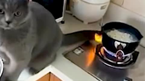 Oh, my God. The cat's tail is on fire