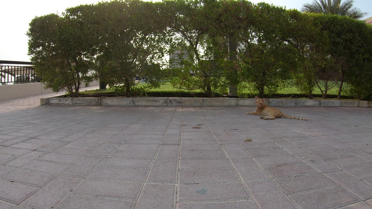CHRIS MARTIN & MICHAEL JACKSON - Homeless cats in Ras Al Khaimah, UAE #ChrisMartin #MichaelJackson