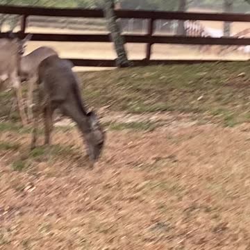 Deer at my front yard