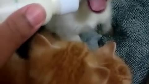 Gatinhos sendo amamentados