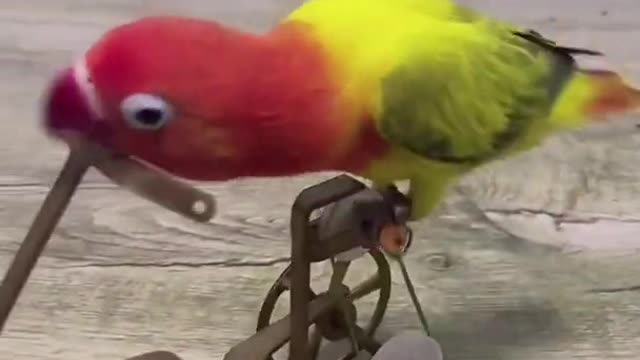 Bird Trained to ride a bike