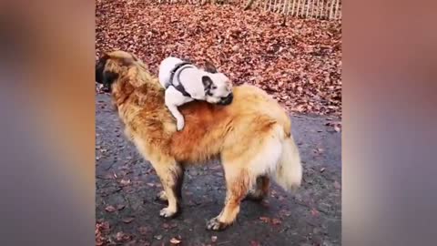 Adorable Puppy Loves Its Duck