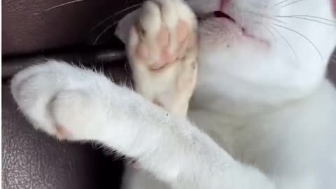 Funny#cat#