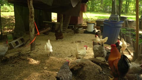 Chickens try Breakfast Sausage Balls.