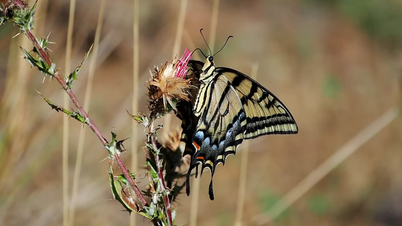 Swallowtail Butterflies