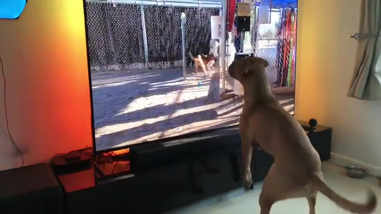 Pet- Dog- Jump- Up- At- Tv